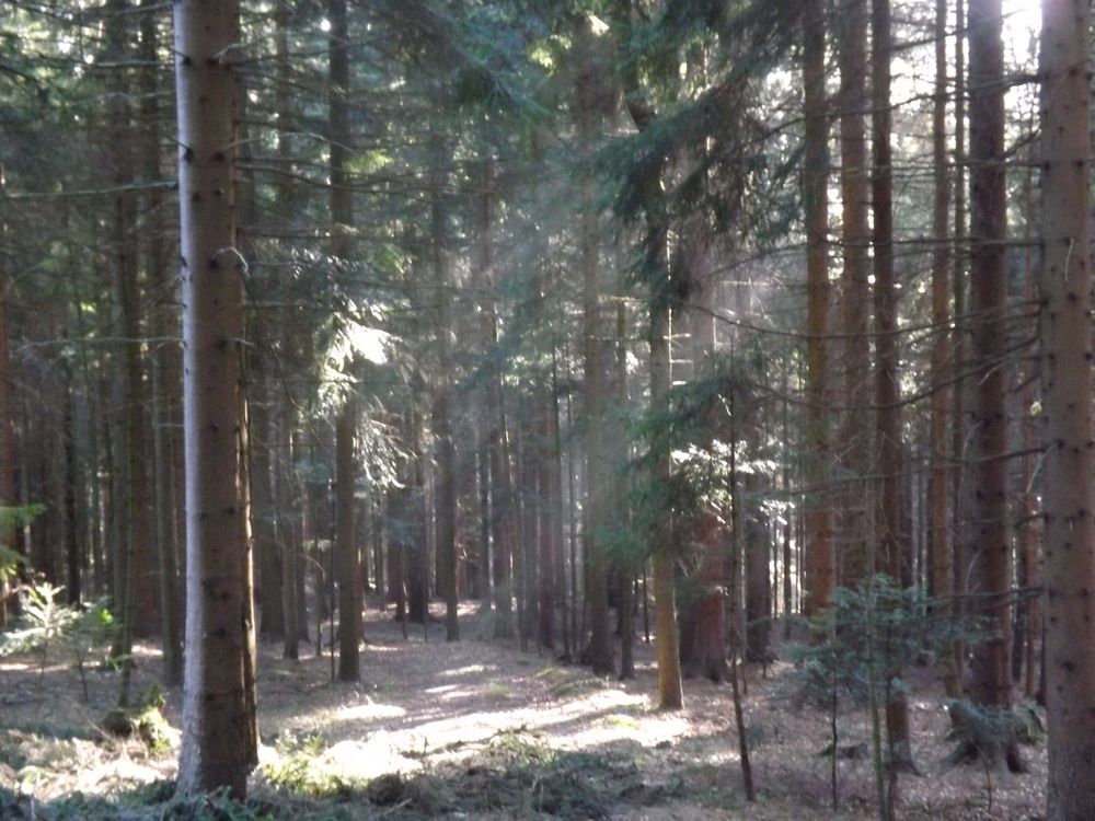 Sonnenstrahlen im Wald