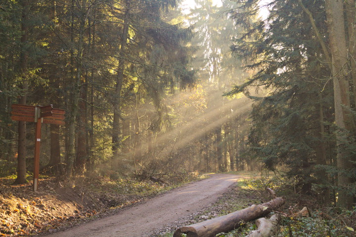 Sonnenstrahlen im Wald