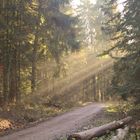 Sonnenstrahlen im Wald