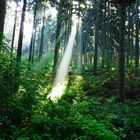 Sonnenstrahlen im Wald