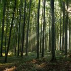 Sonnenstrahlen im Wald