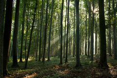 Sonnenstrahlen im Wald