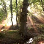 Sonnenstrahlen im Wald