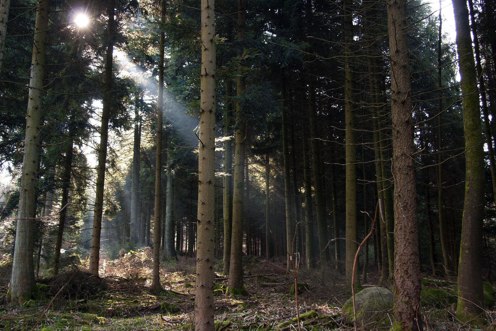 Sonnenstrahlen im Wald