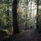 Sonnenstrahlen im Wald