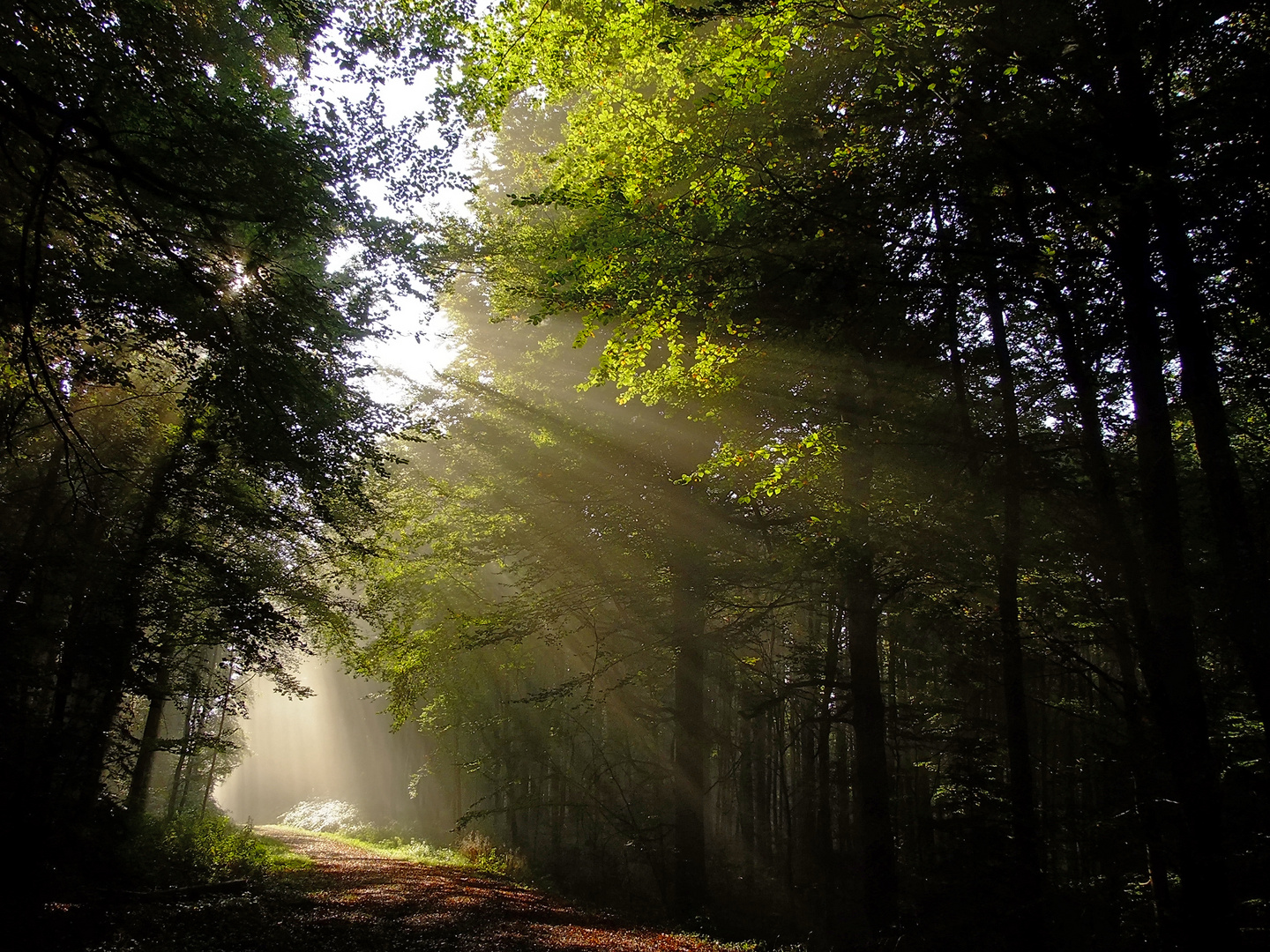 Sonnenstrahlen im Wald