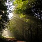 Sonnenstrahlen im Wald