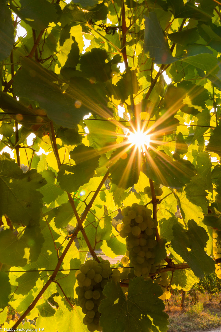 Sonnenstrahlen im Weinberg