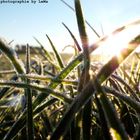 Sonnenstrahlen im Winter