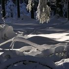 Sonnenstrahlen im Winterwald