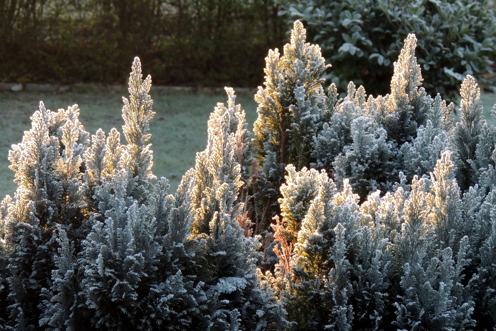 Sonnenstrahlen in den Frostzweigen