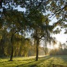 Sonnenstrahlen in den Trauerweiden