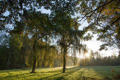 Sonnenstrahlen in den Trauerweiden