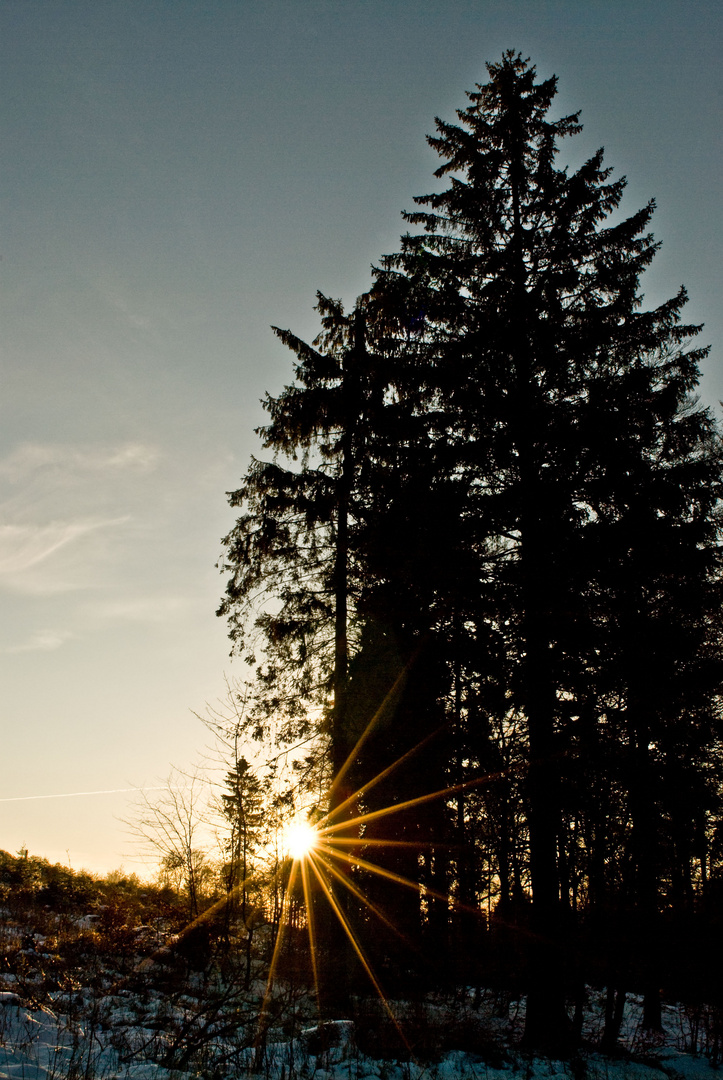 Sonnenstrahlen in den Wäldern...