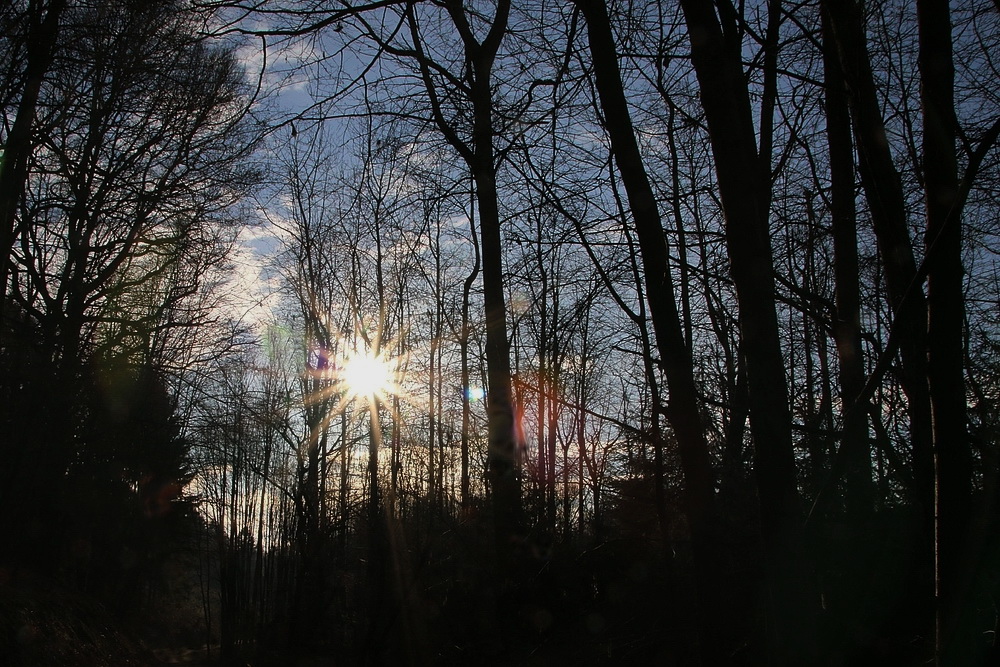 Sonnenstrahlen in den Wald