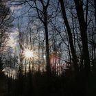Sonnenstrahlen in den Wald