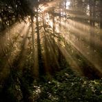 Sonnenstrahlen - Juan de Fuca Provincial Park - Vancouver Island - Kanada