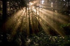 Sonnenstrahlen - Juan de Fuca Provincial Park - Vancouver Island - Kanada