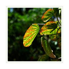Sonnenstrahlen leuchten durch Blätter