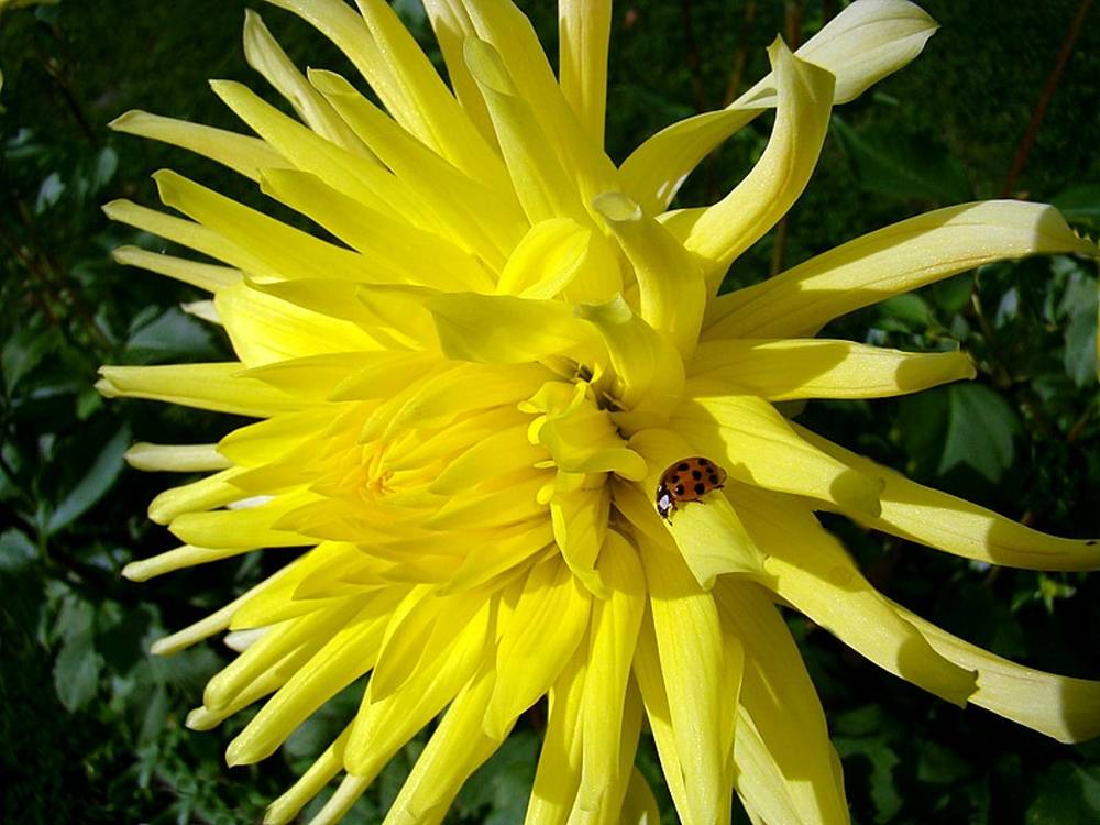 Sonnenstrahlen mit Glückskäfer