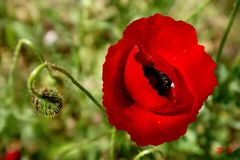 Sonnenstrahlen öffnen Blüte