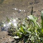 Sonnenstrahlen spiegeln sich im Wasser