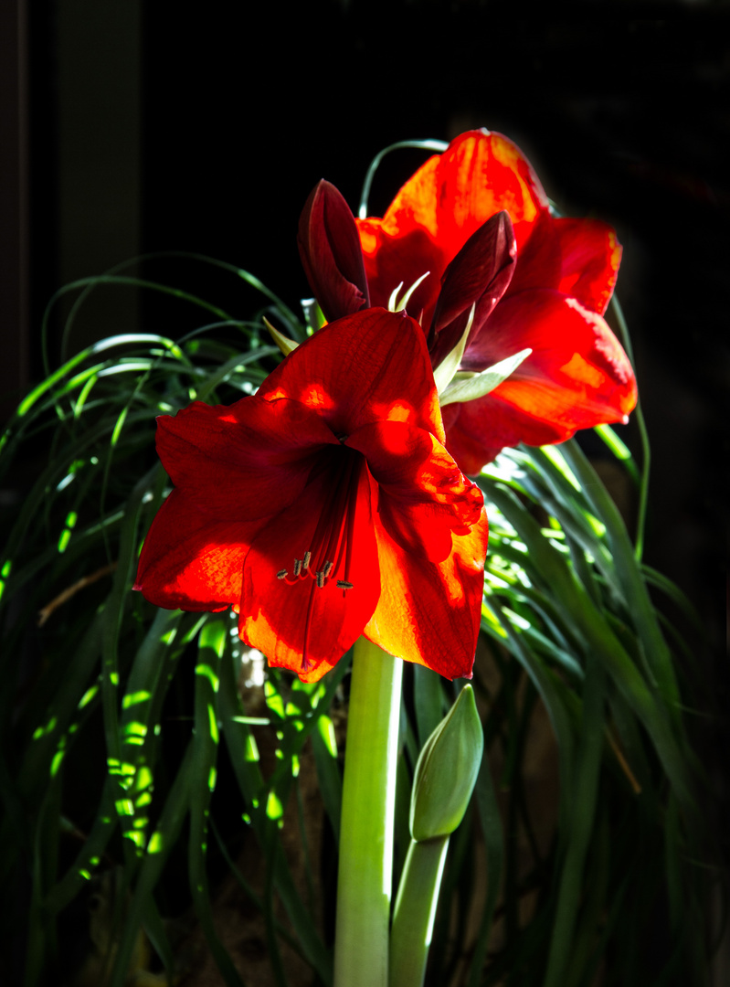 Sonnenstrahlen spielen mit einer Amaryllis