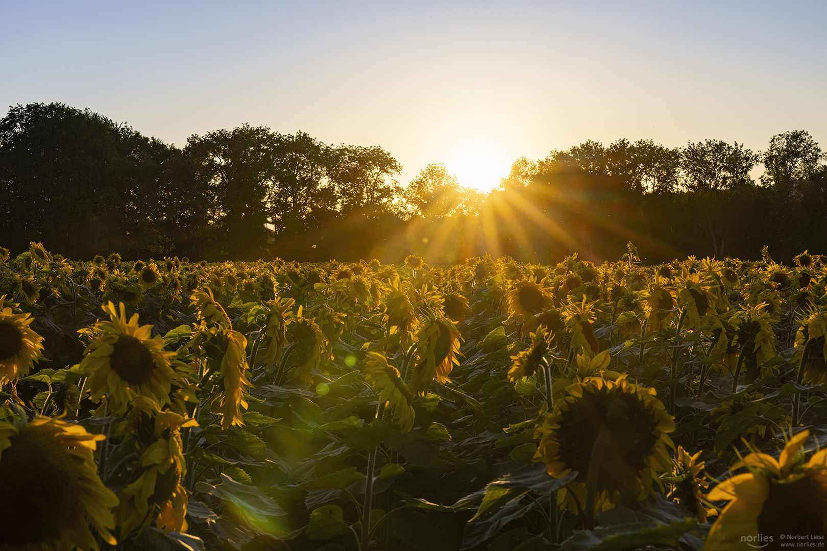 Sonnenstrahlen über dem Sonnenblumenfeld