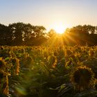 Sonnenstrahlen über dem Sonnenblumenfeld