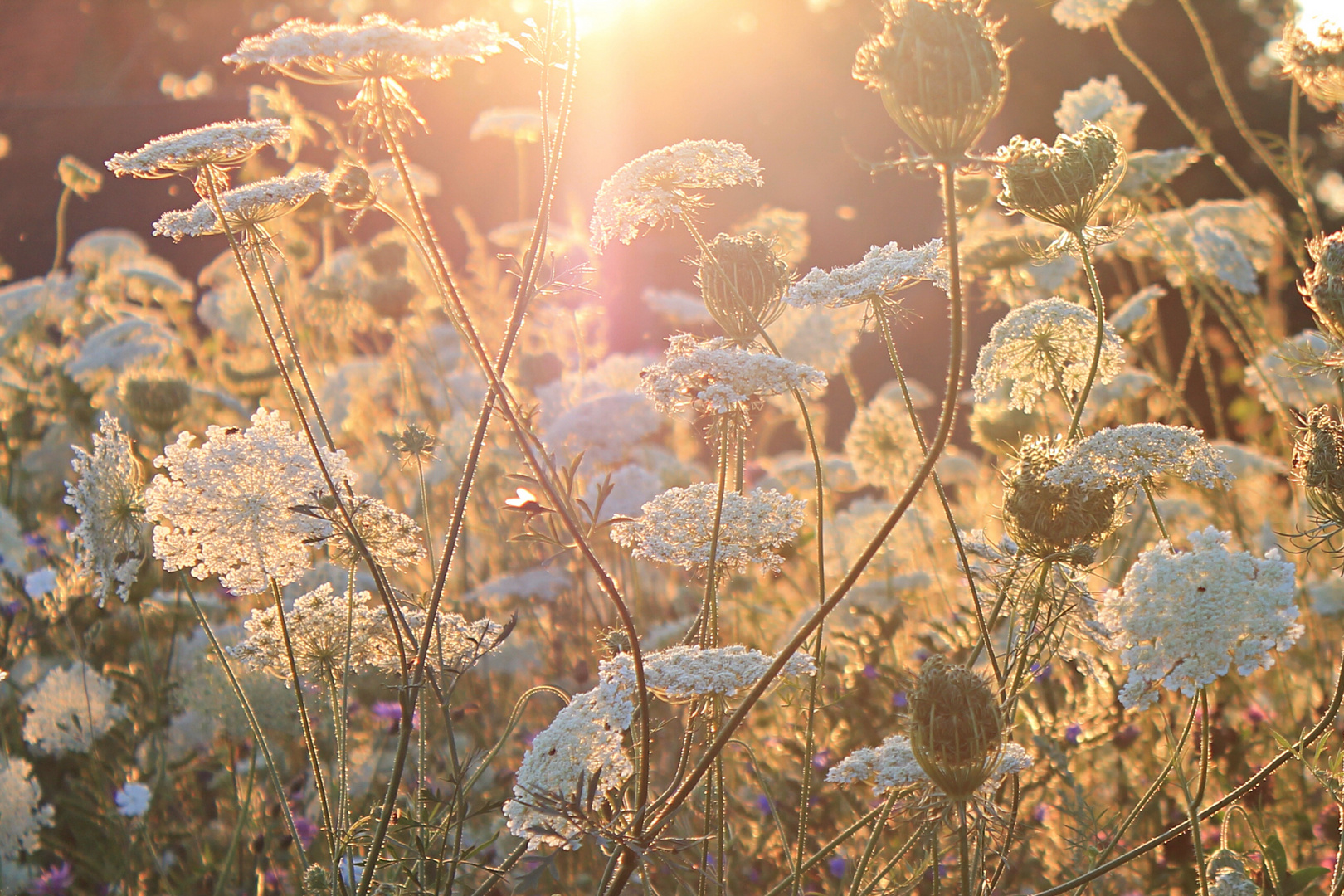 Sonnenstrahlen über Sommerwiese