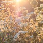 Sonnenstrahlen über Sommerwiese