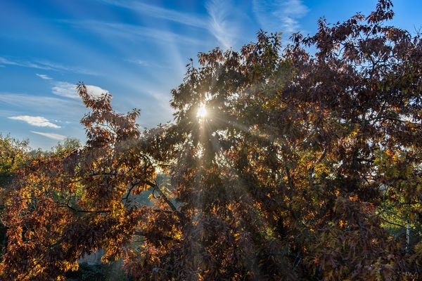 Sonnenstrahlen um Baum