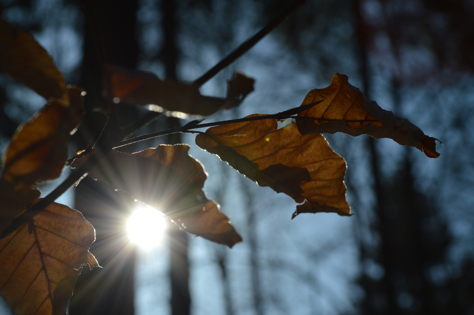 Sonnenstrahlen und Blätter