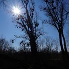 Sonnenstrahlen und blauer Himmel...