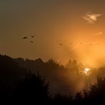 Sonnenstrahlen - und Vögel