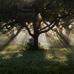 Sonnenstrahlen unterm Kirschbaum