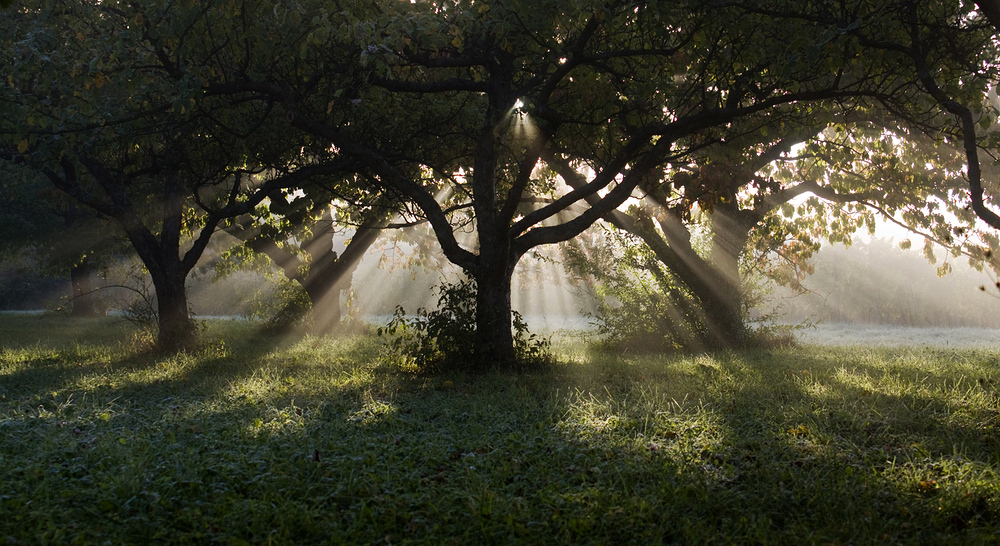 Sonnenstrahlen unterm Kirschbaum