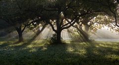 Sonnenstrahlen unterm Kirschbaum