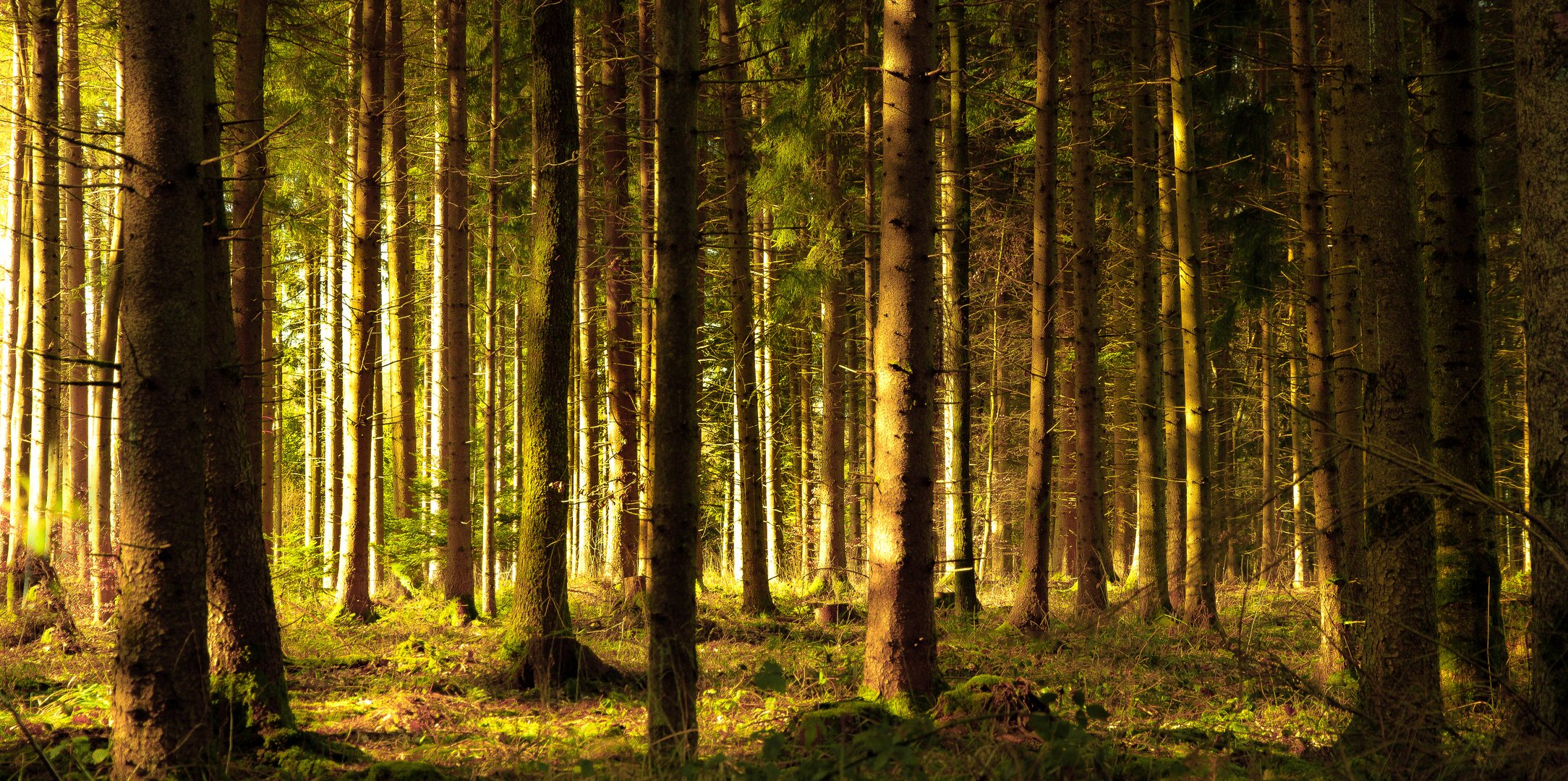 Sonnenstrahlen Wald