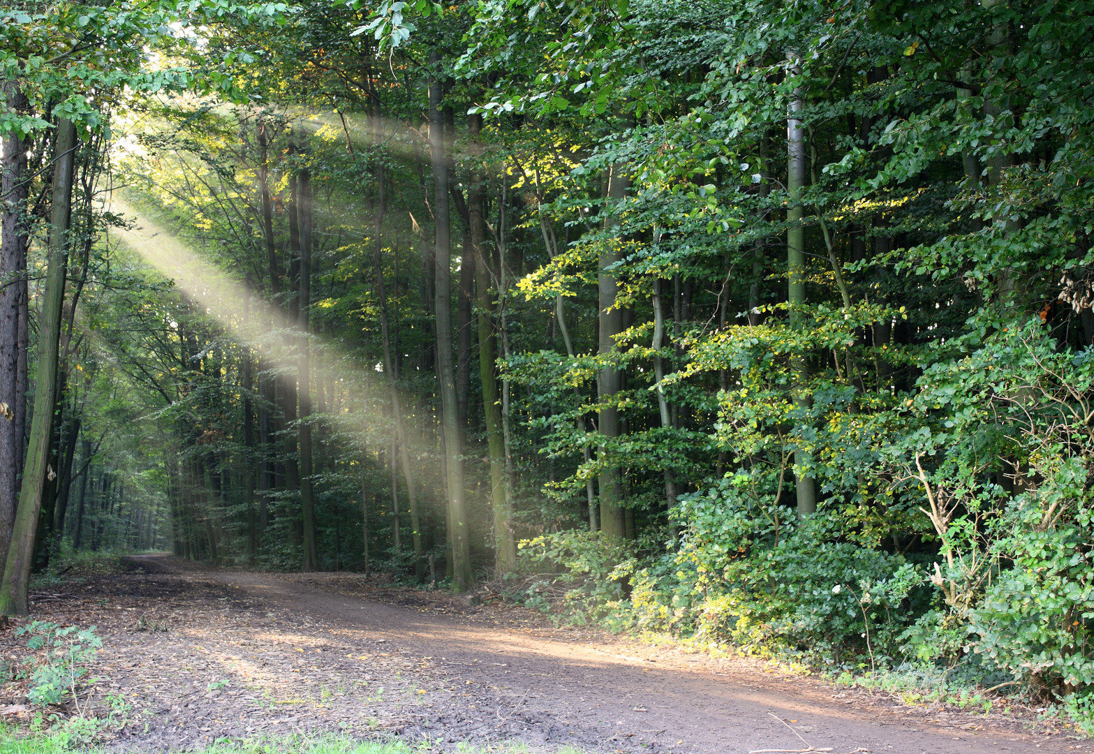 Sonnenstrahlen weisen den Weg