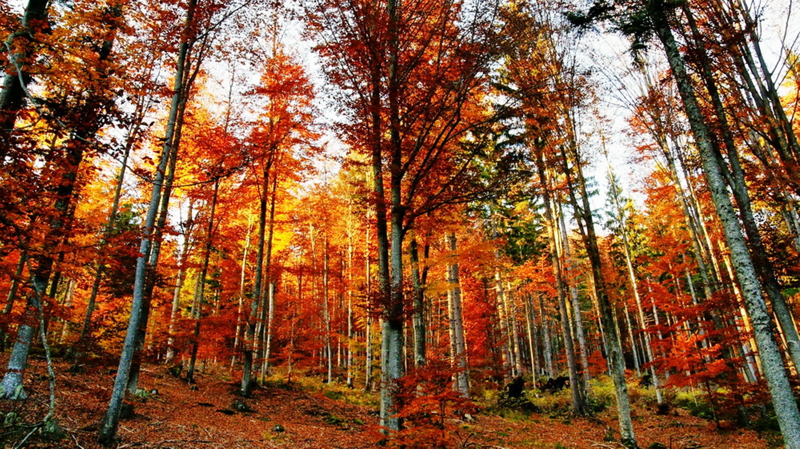 Sonnenstrahlen werden vom bunten Herbstlaub abgelenkt