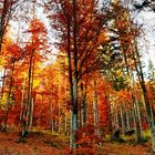 Sonnenstrahlen werden vom bunten Herbstlaub abgelenkt