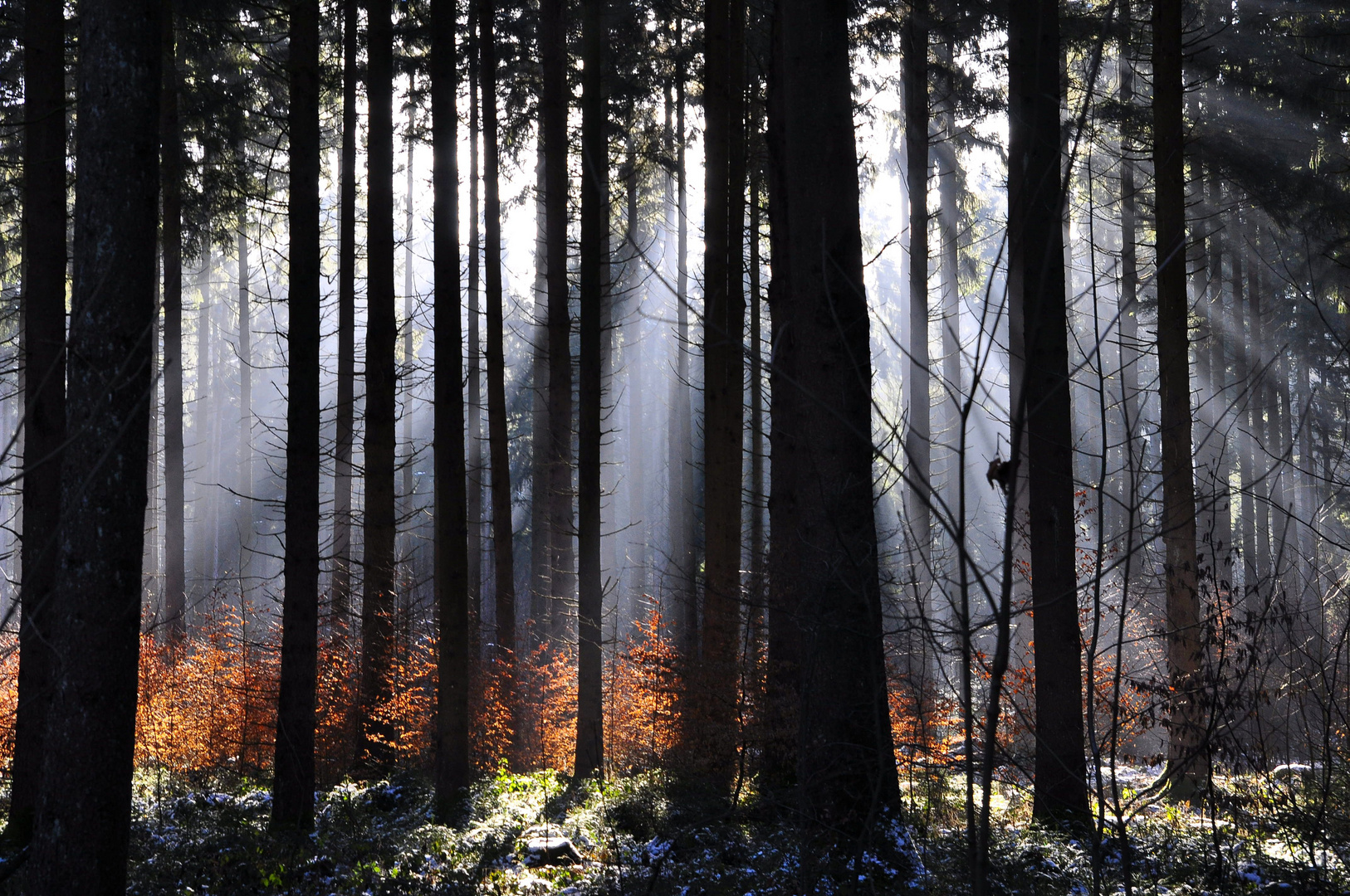 Sonnenstrahlen zwischen den Bäumen - morgens -  im Forstenrieder Park bei Frost