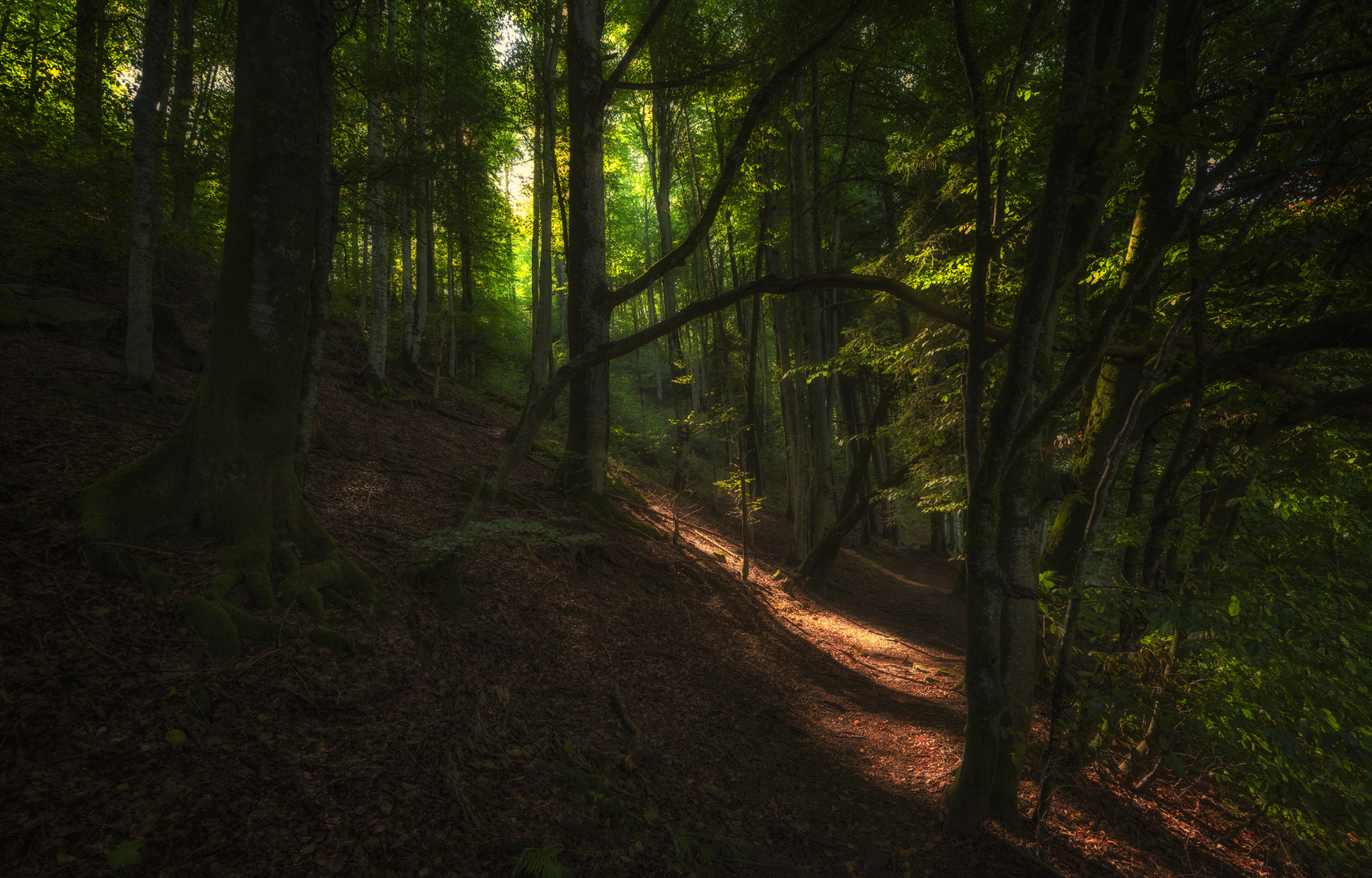 Sonnenstrahlenwaldweg