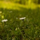 Sonnenstudio für Blumen :)