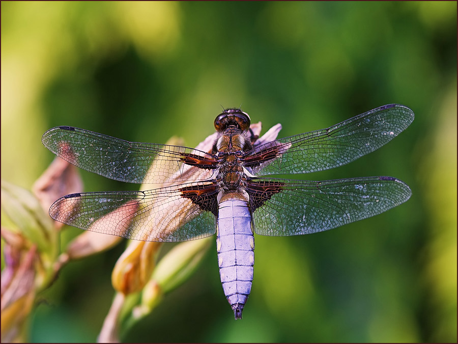 Sonnenstudio Natur