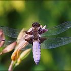 Sonnenstudio Natur