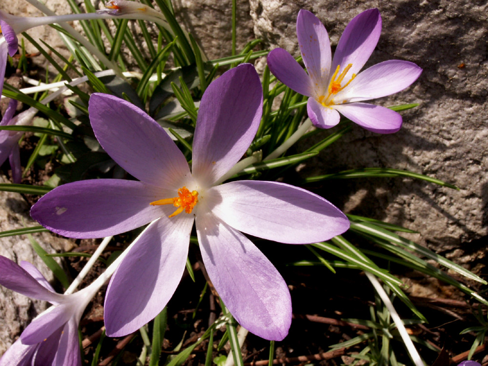 Sonnensüchtig von romy.d 