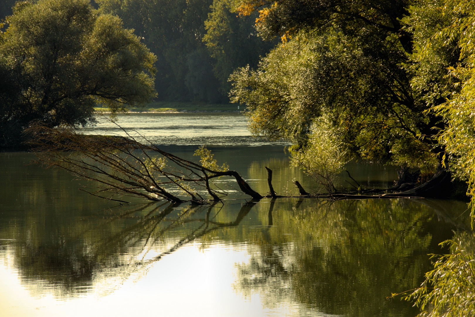 Sonnentag am Altrhein