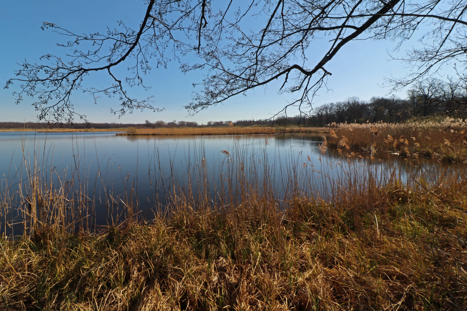 Sonnentag am Teich